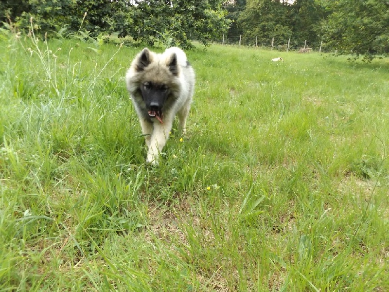 Lyssie du val de l'oeuille Du Domaine D'euresia