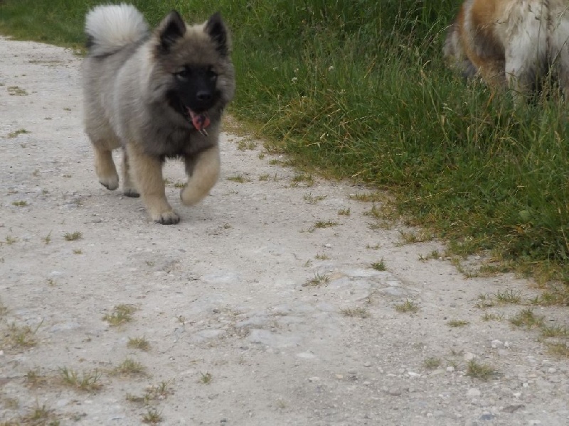 Lyssie du val de l'oeuille Du Domaine D'euresia