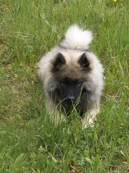 Lyssie du val de l'oeuille Du Domaine D'euresia