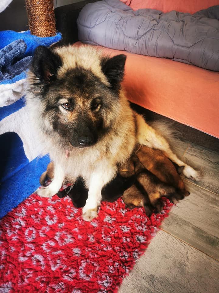 chiot Eurasier Du Domaine D'euresia