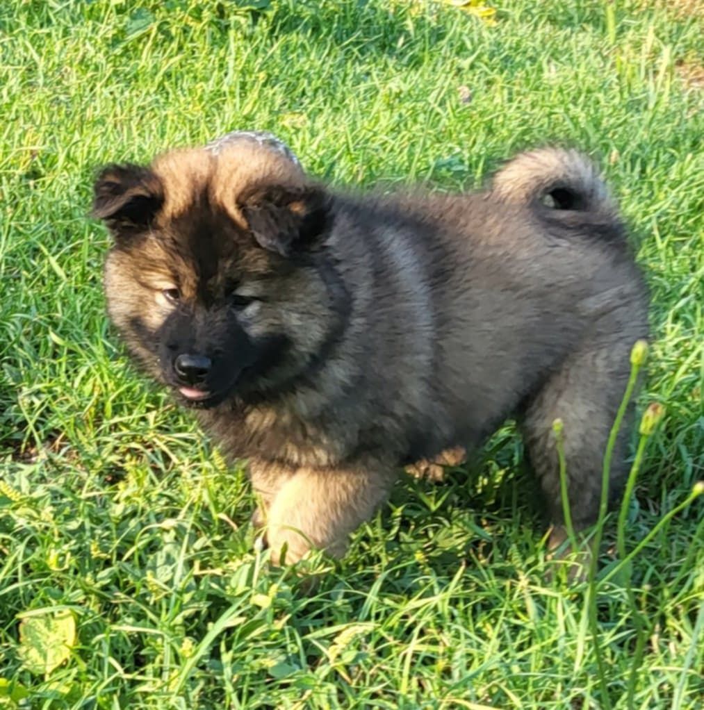 Une belle femelle sable charbonné disponible !