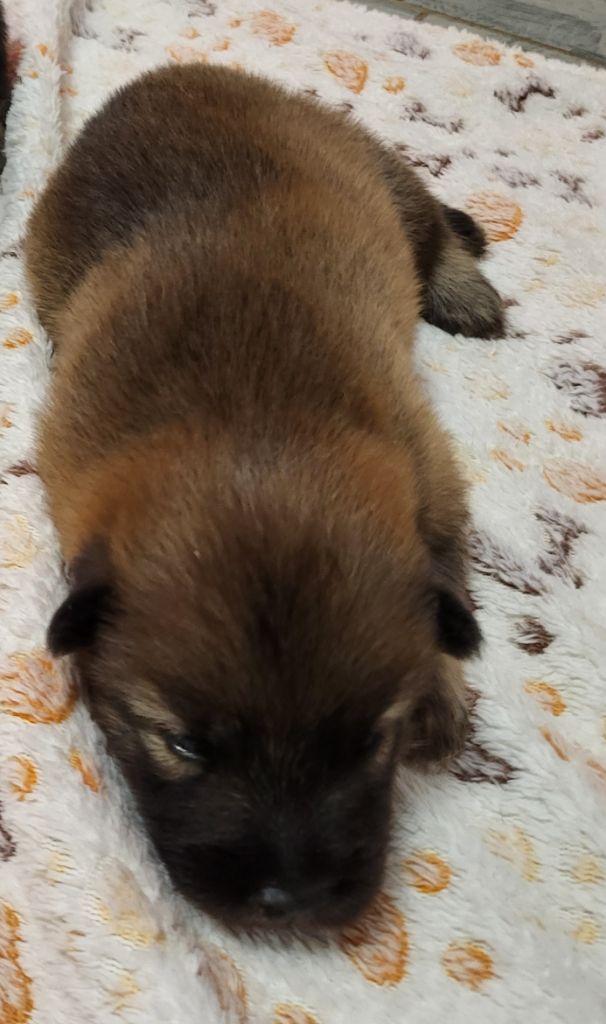 Du Domaine D'euresia - Chiots disponibles - Eurasier