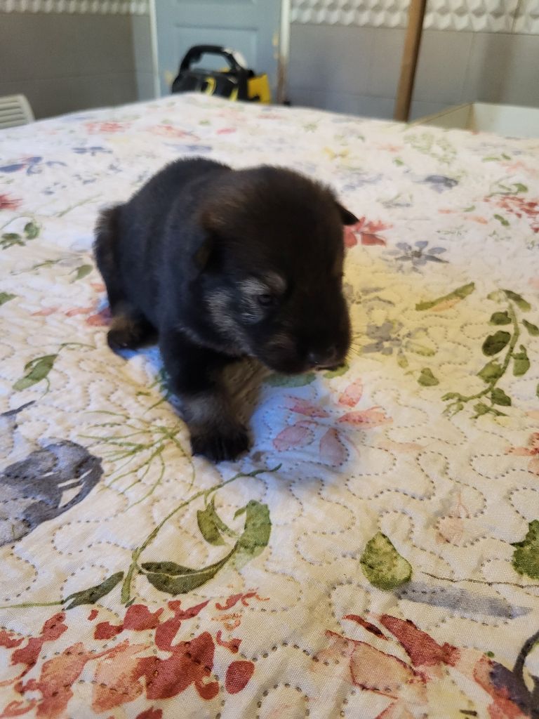 Du Domaine D'euresia - Chiots disponibles - Eurasier