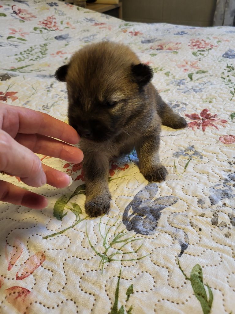 Du Domaine D'euresia - Chiots disponibles - Eurasier