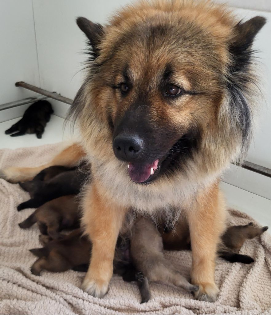 Du Domaine D'euresia - Eurasier - Portée née le 29/10/2025