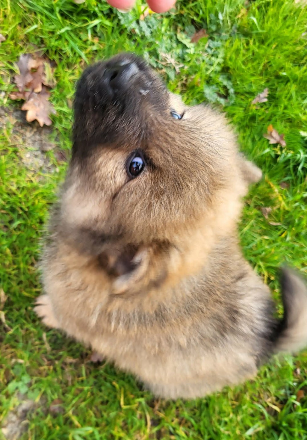Du Domaine D'euresia - Chiots disponibles - Eurasier