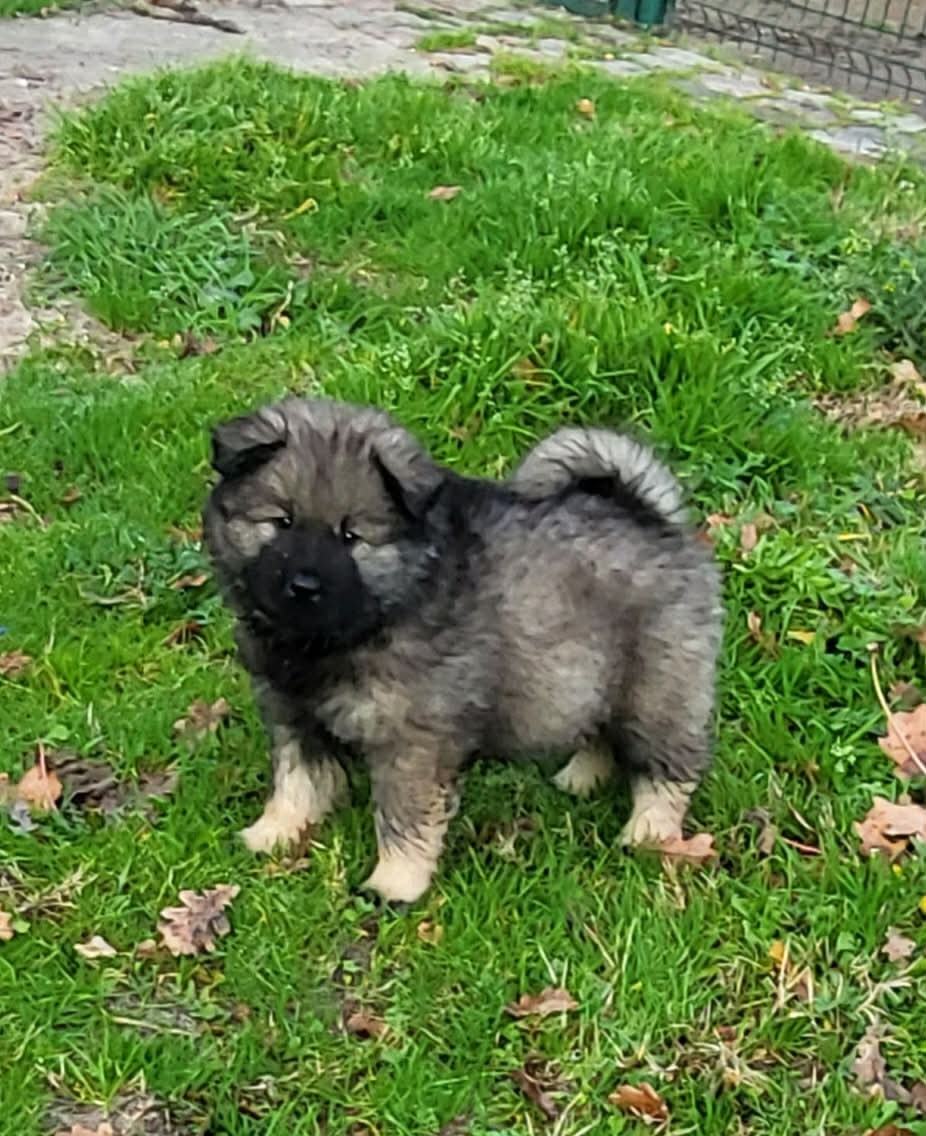 Du Domaine D'euresia - Chiots disponibles - Eurasier