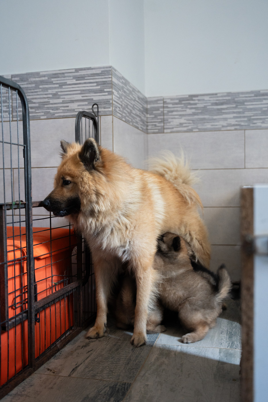 Chiot Eurasier Du Domaine D'euresia
