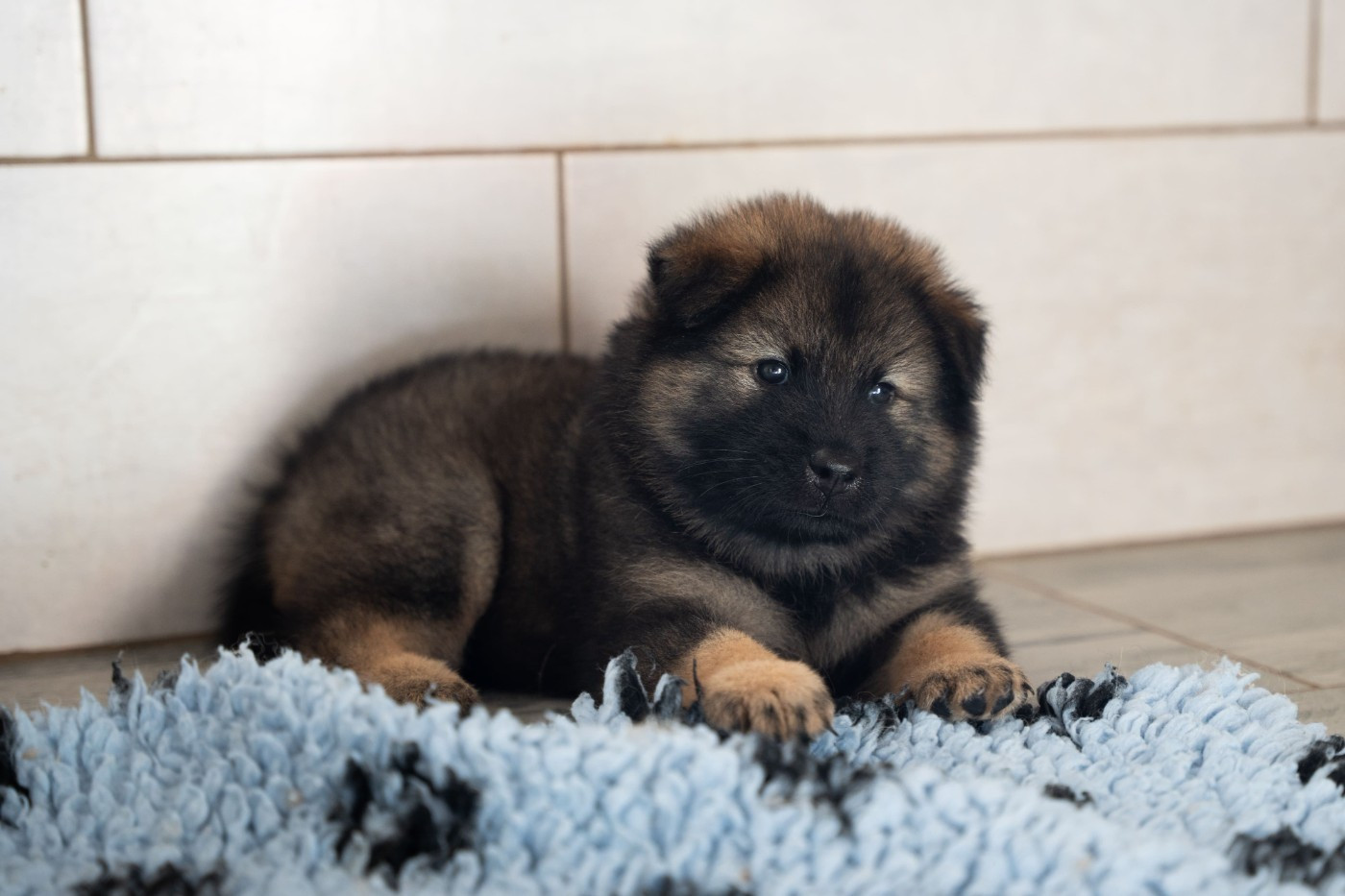 Du Domaine D'euresia - Chiots disponibles - Eurasier