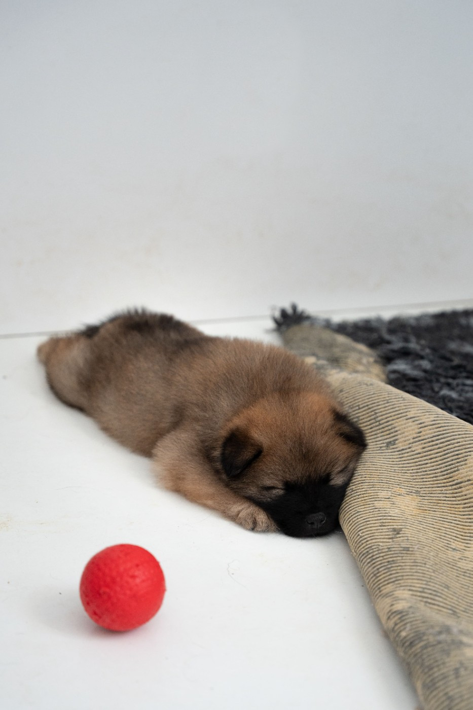 Du Domaine D'euresia - Chiots disponibles - Eurasier