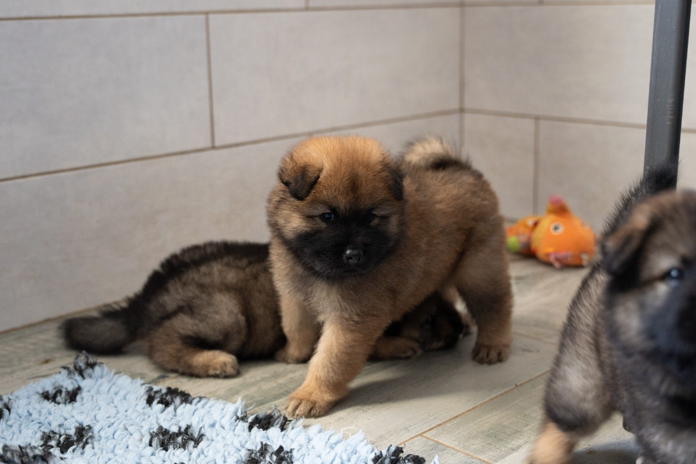 Du Domaine D'euresia - Chiots disponibles - Eurasier