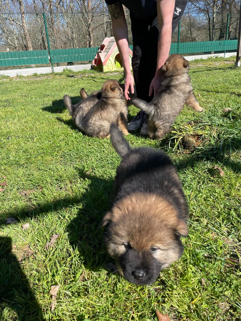 Chiot Eurasier Du Domaine D'euresia