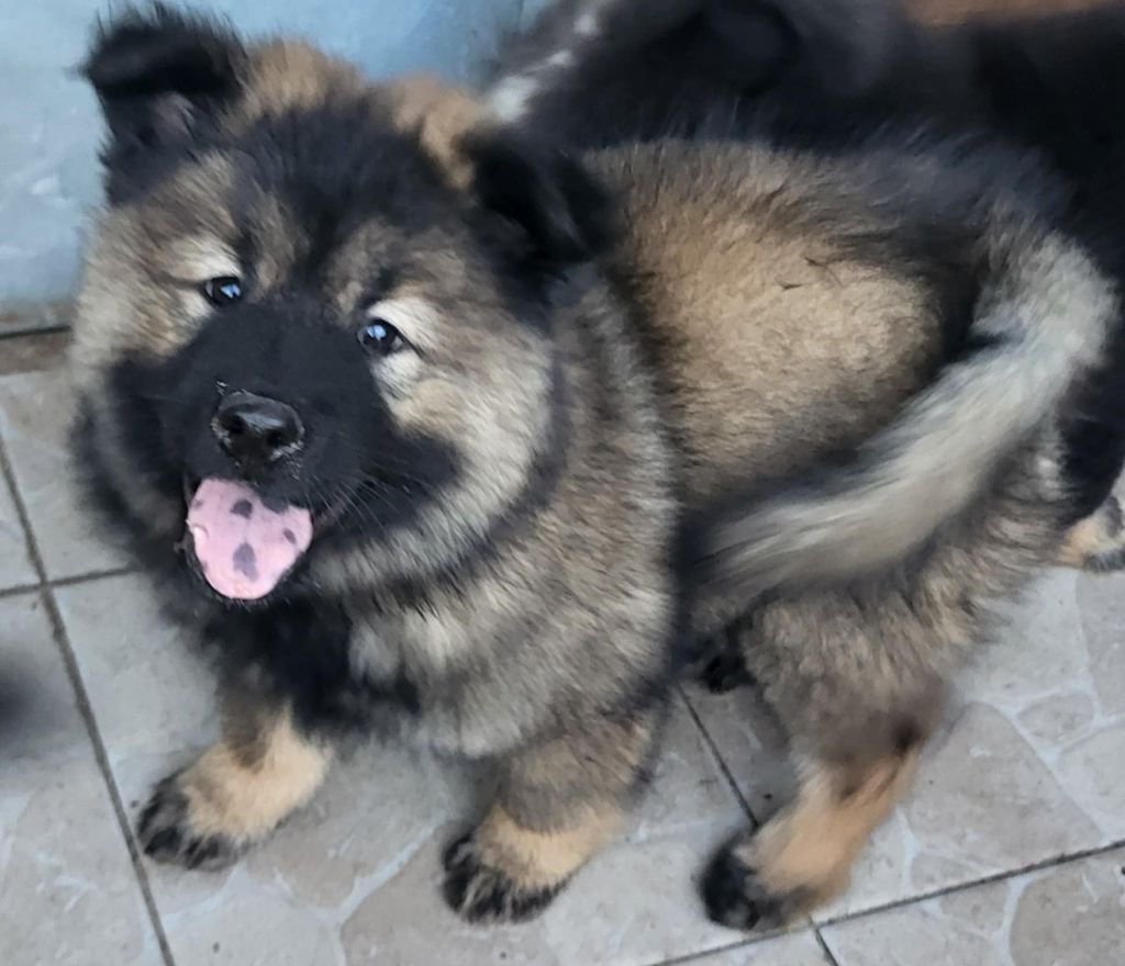 Du Domaine D'euresia - Chiots disponibles - Eurasier