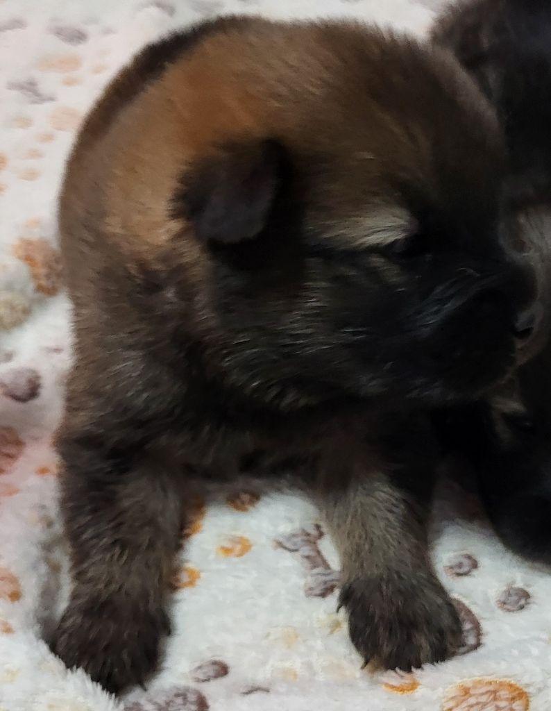 Du Domaine D'euresia - Chiots disponibles - Eurasier
