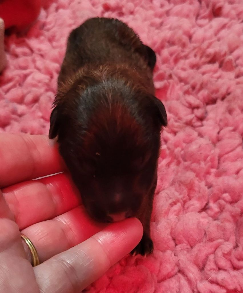 Du Domaine D'euresia - Chiots disponibles - Eurasier