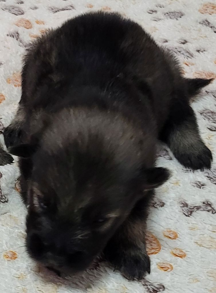 Du Domaine D'euresia - Chiots disponibles - Eurasier