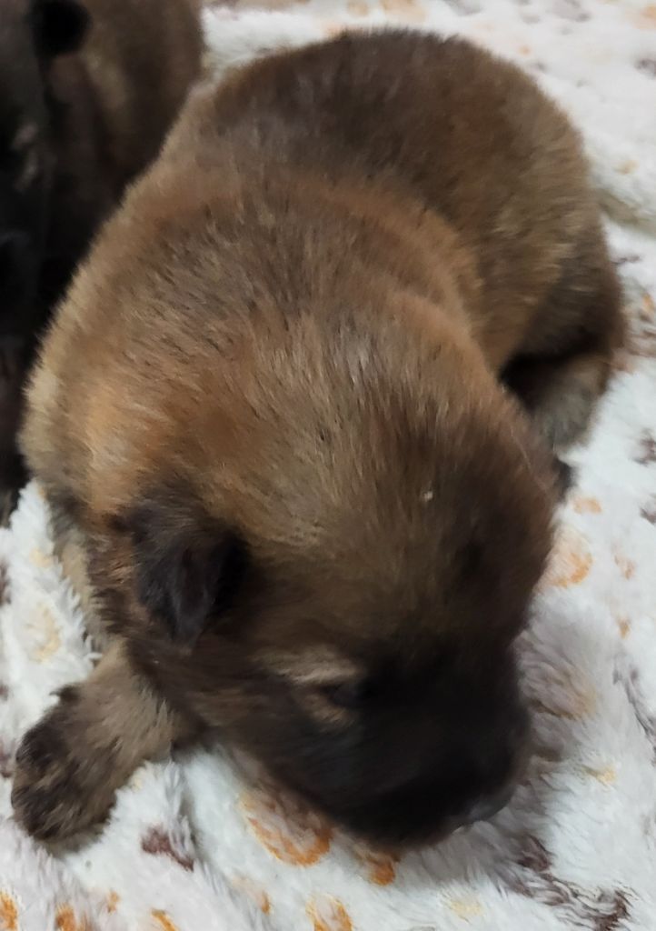 Du Domaine D'euresia - Chiots disponibles - Eurasier