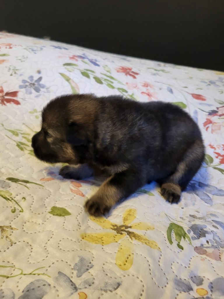 Du Domaine D'euresia - Chiots disponibles - Eurasier