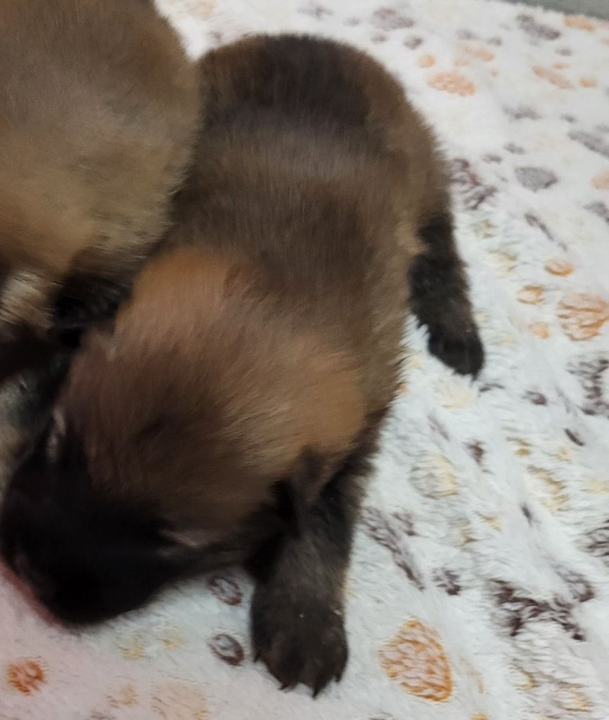 Du Domaine D'euresia - Chiots disponibles - Eurasier
