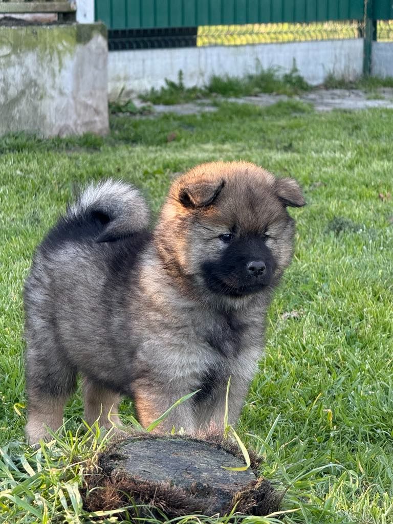 Du Domaine D'euresia - Chiots disponibles - Eurasier