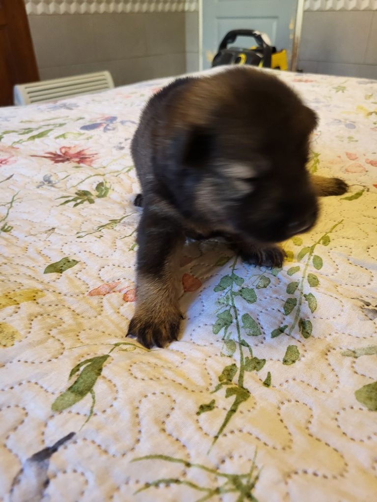 Du Domaine D'euresia - Chiots disponibles - Eurasier