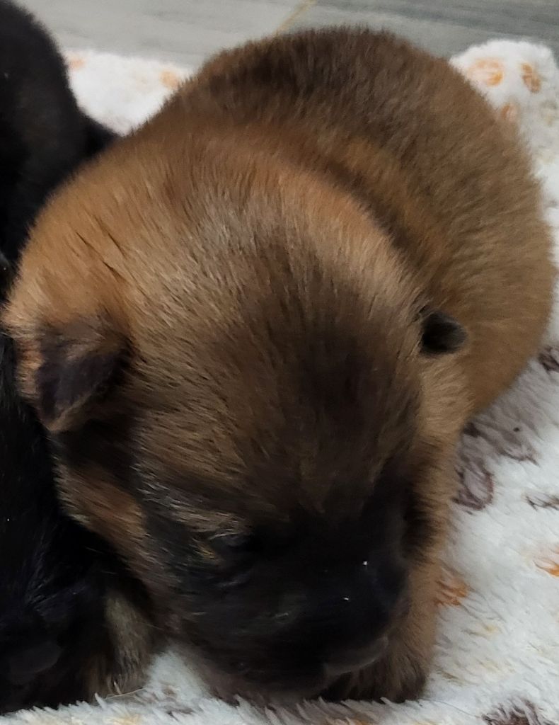 Du Domaine D'euresia - Chiots disponibles - Eurasier