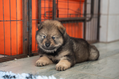 Chiot N°4
