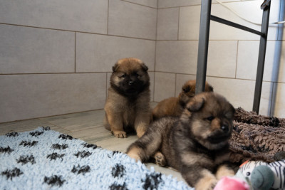 Chiot N°2