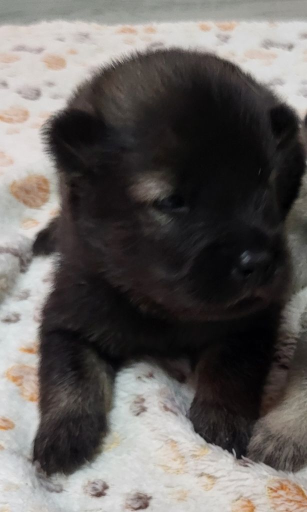 Du Domaine D'euresia - Chiots disponibles - Eurasier