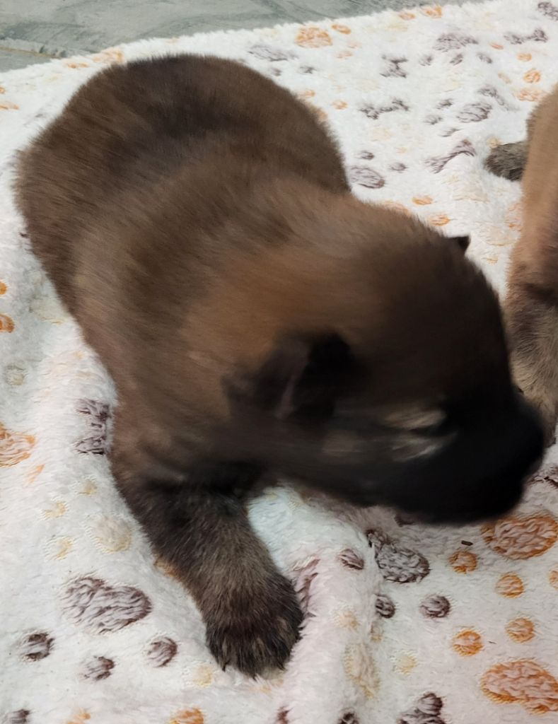 Du Domaine D'euresia - Chiots disponibles - Eurasier