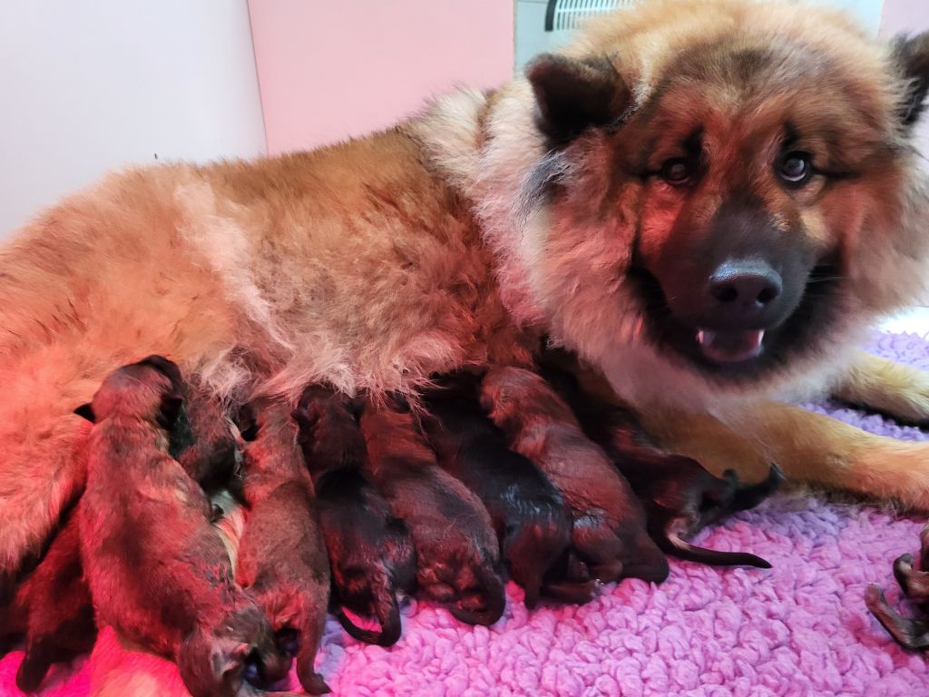 Chiot Eurasier Du Domaine D'euresia
