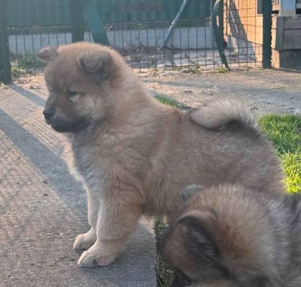 Du Domaine D'euresia - Chiots disponibles - Eurasier