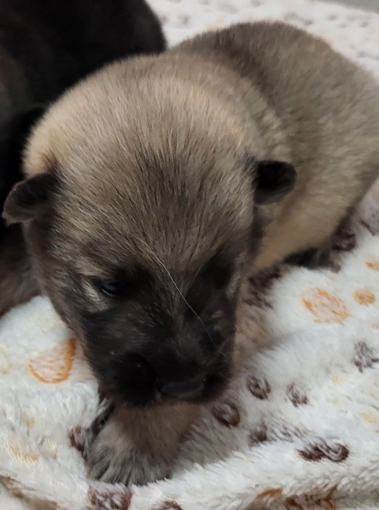 Du Domaine D'euresia - Chiots disponibles - Eurasier