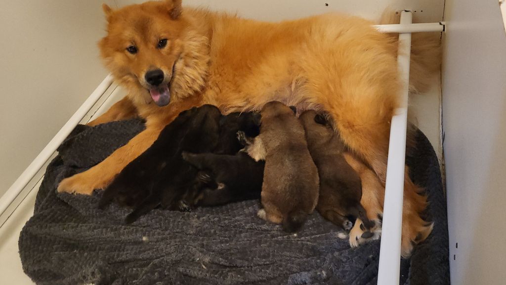 Du Domaine D'euresia - Eurasier - Portée née le 29/10/2025