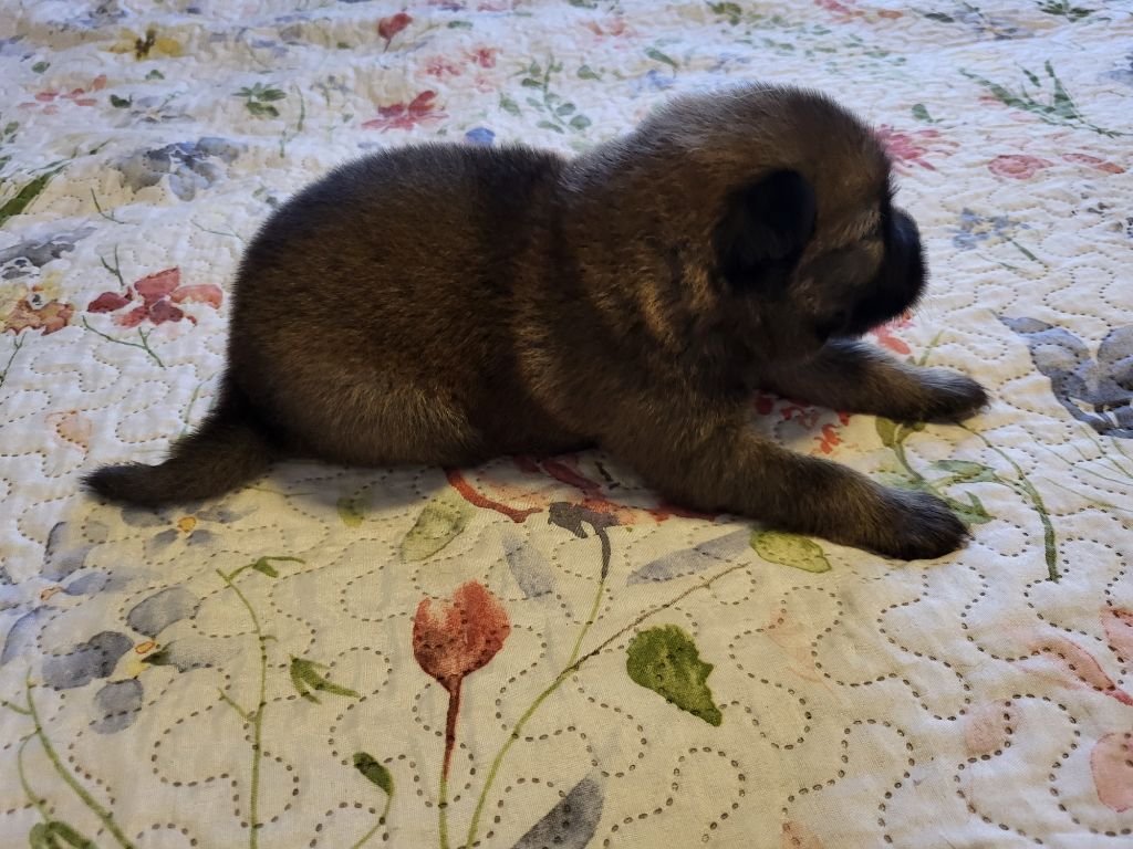 Du Domaine D'euresia - Chiots disponibles - Eurasier