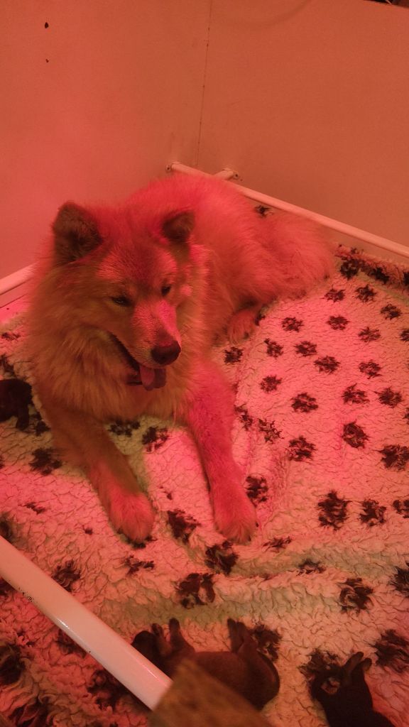 Chiot Eurasier Du Domaine D'euresia