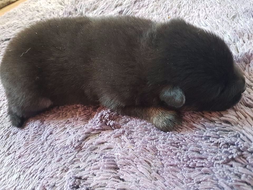 Du Domaine D'euresia - Chiots disponibles - Eurasier